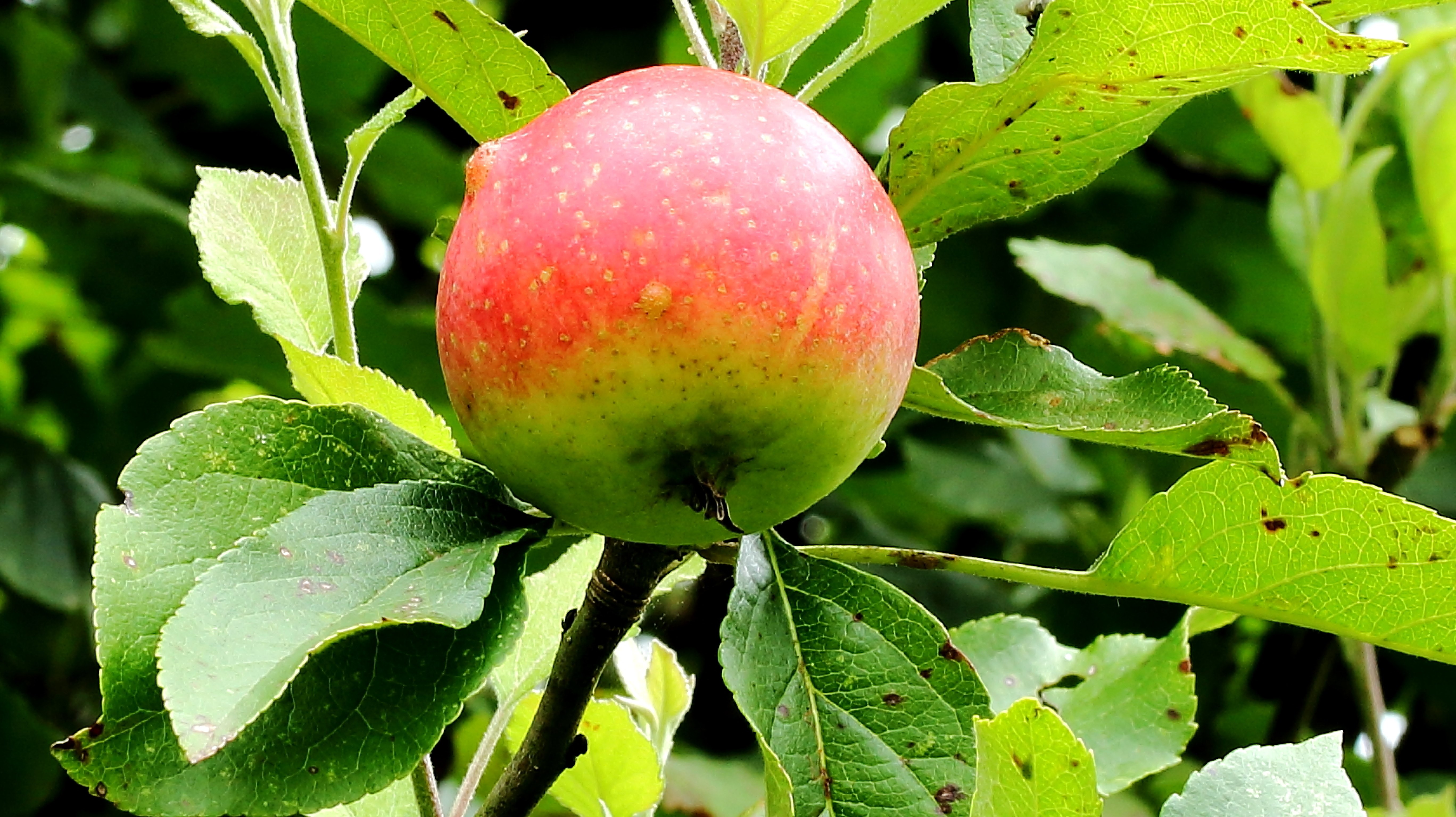 Früchte der Bäume
