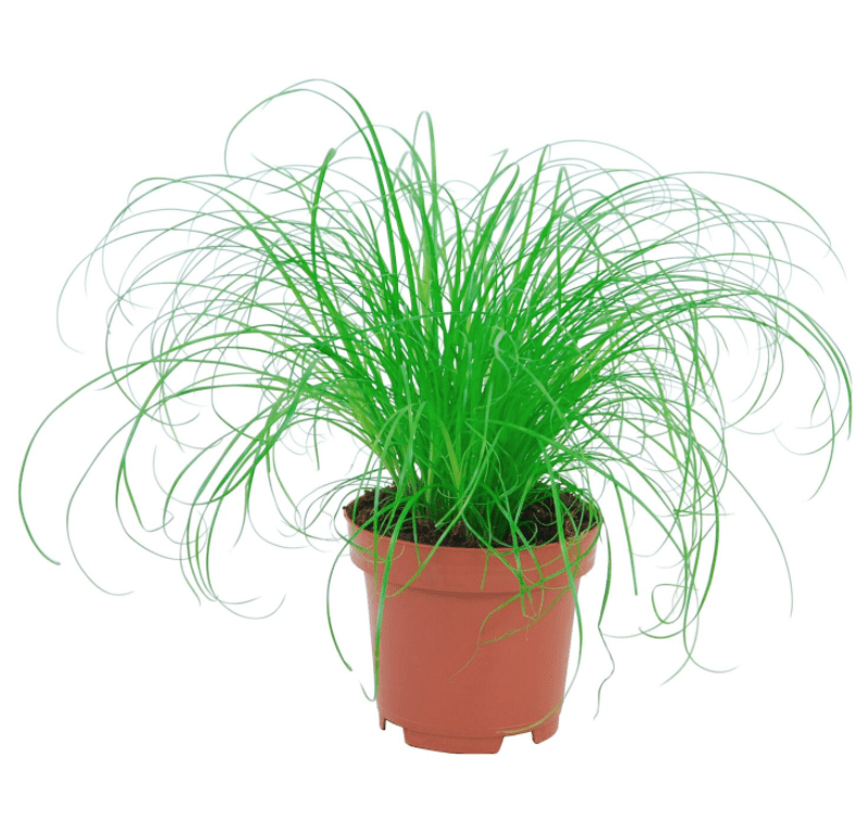 Fertilization of houseplants 6 Šáchor