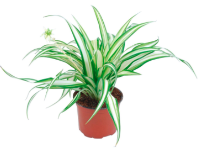 Fertilization of houseplants 11 Zelenec Variegatum