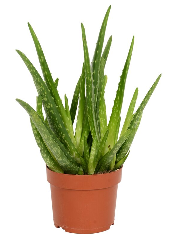 pokojová rostlina aloe vera