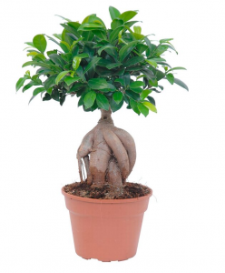 Bonsai Ficus Ginseng