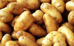 Düngung von Gartenpflanzen 14 Kartoffeln düngen