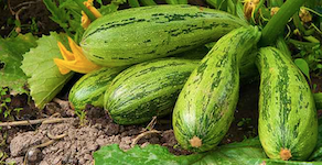 Zucchini mit grünen Früchten im Beet