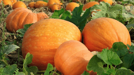 Kürbis mit oranger Frucht im Beet