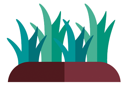 Grass