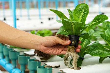 Fertilizer application 1 Hydroponics