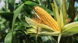 Düngung von Gartenpflanzen 11 Düngung von Mais