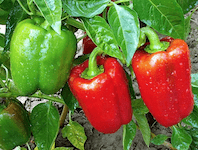 Düngung von Gartenpflanzen 6 Paprika düngen