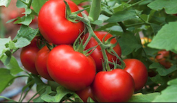 Düngung von Gartenpflanzen 5 Düngen von Gartenpflanzen - Tomaten düngen