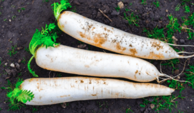 Düngung von Gartenpflanzen 16 Rettich düngen