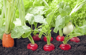 Düngung von Gartenpflanzen 2 2. Gruppe der Mittelzehrer