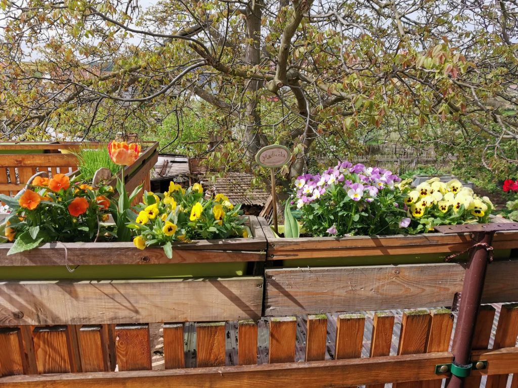 pansies and manure