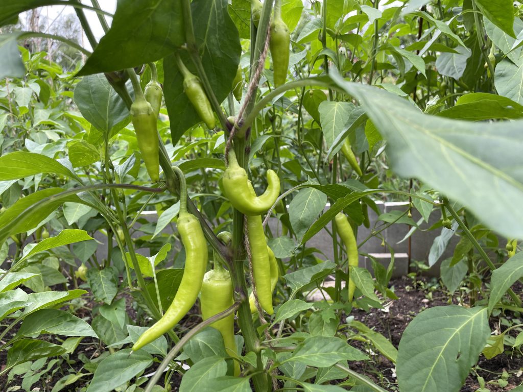 Paprika - organischer Dünger HNOJÍK