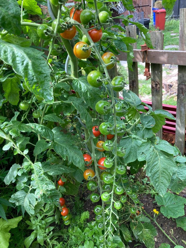 Tomaten düngen