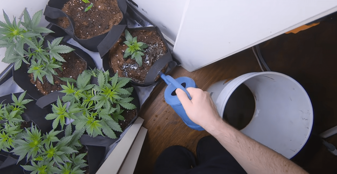 marijuana fertilizer