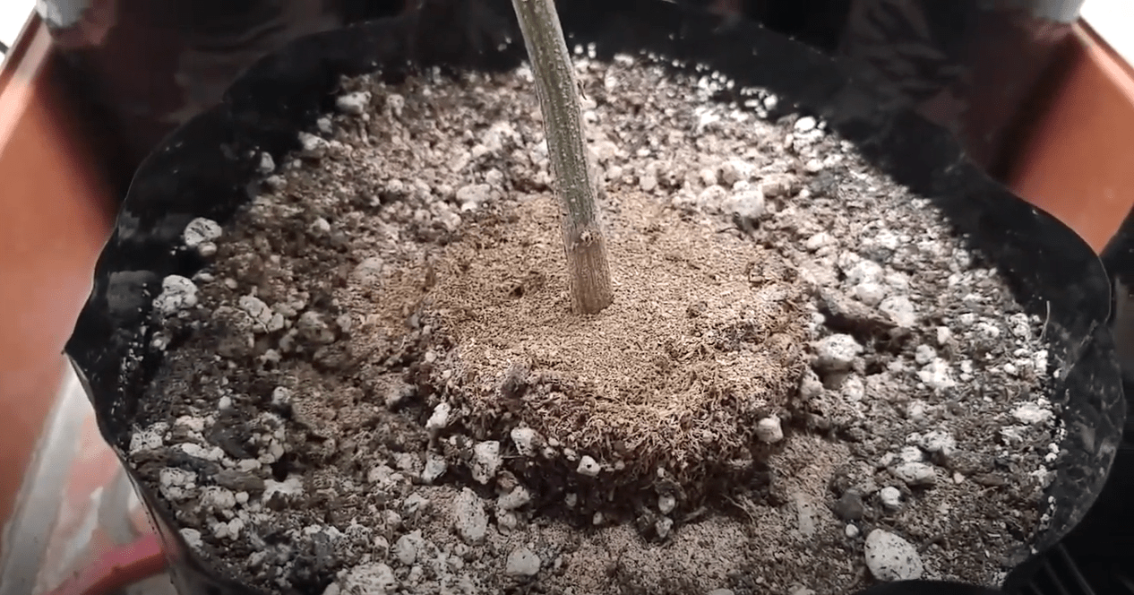 marijuana fertilizer