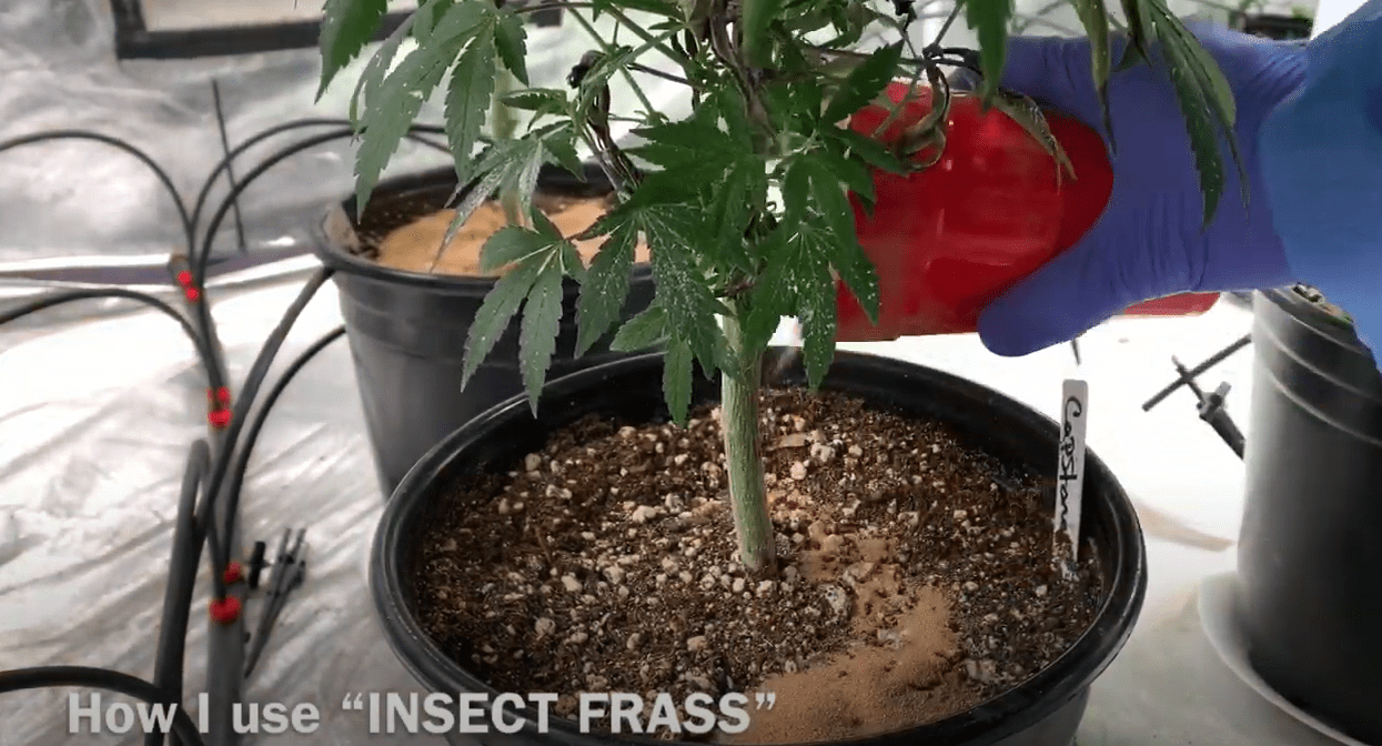 marijuana fertilizer