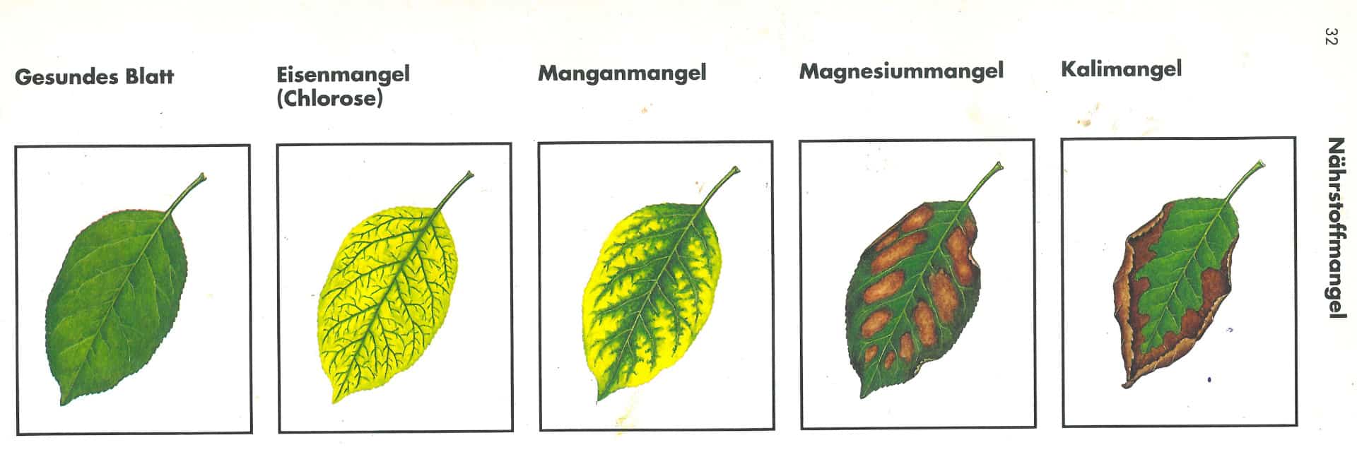 Pflanzenernährung
