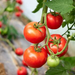 Tomaten (Solanum lycopersicum)