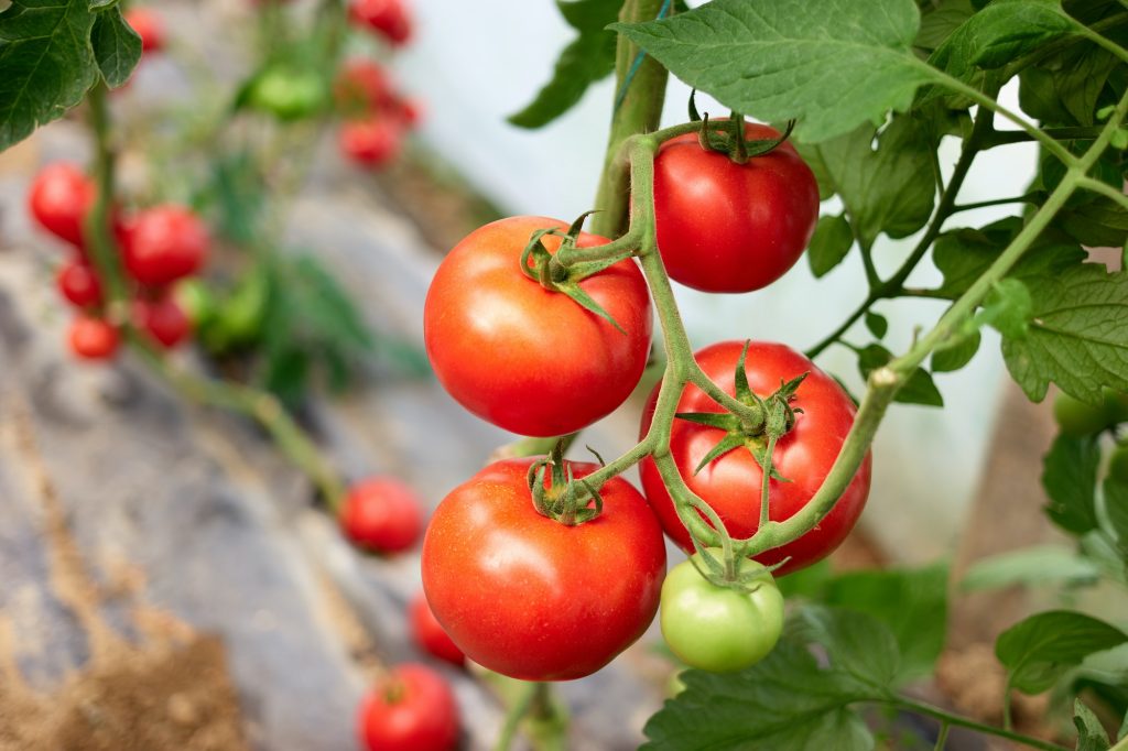 Tomaten (Solanum lycopersicum)