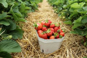 Erdbeeren düngen