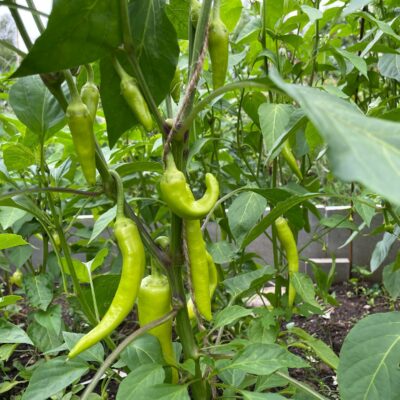 Spitzpaprika mit grünen Früchten im Gartenbeet