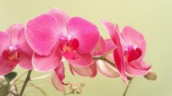 orchidee -  Doritaenopsis