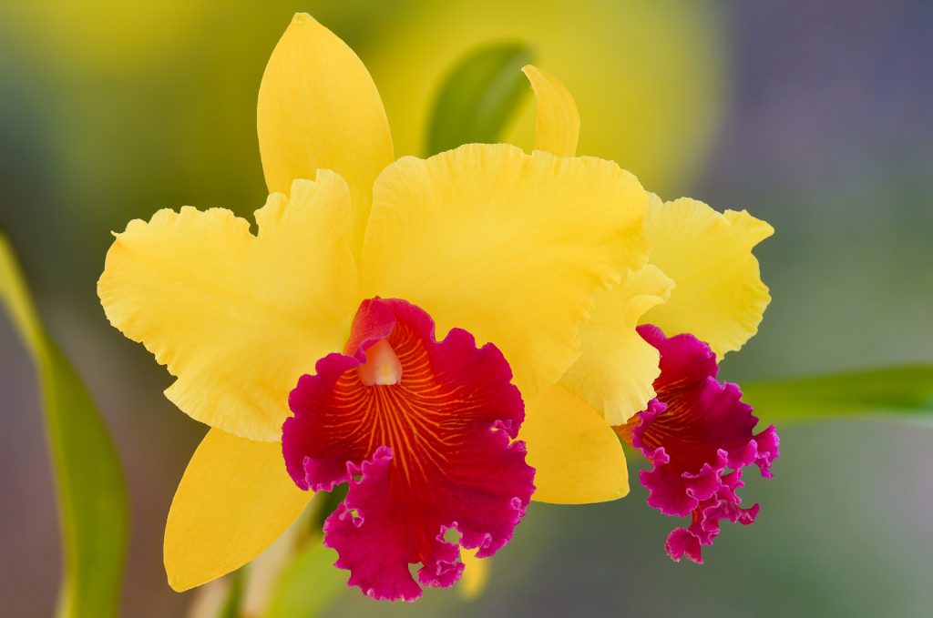 orchideee - Paphiopedilum
