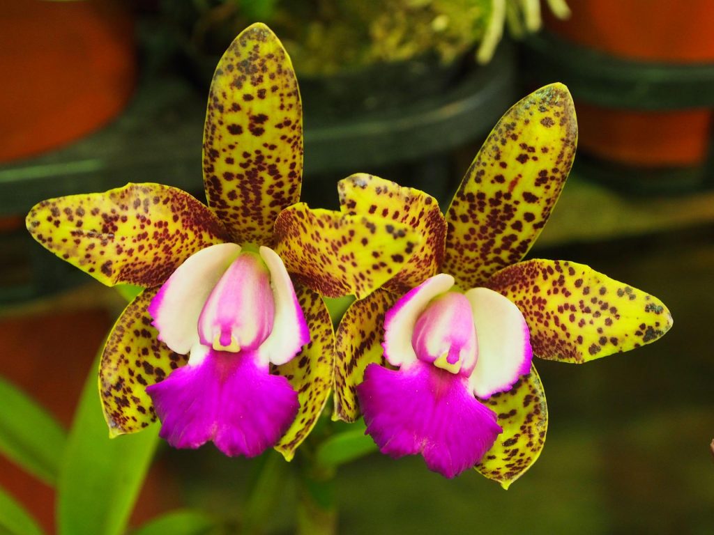orchidee - Cattleya tigrina