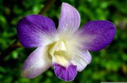 orchiddee Paphiopedilum
