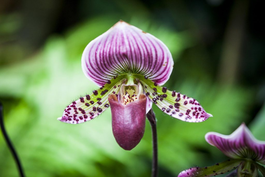 Orchidee . Paphiopedilum