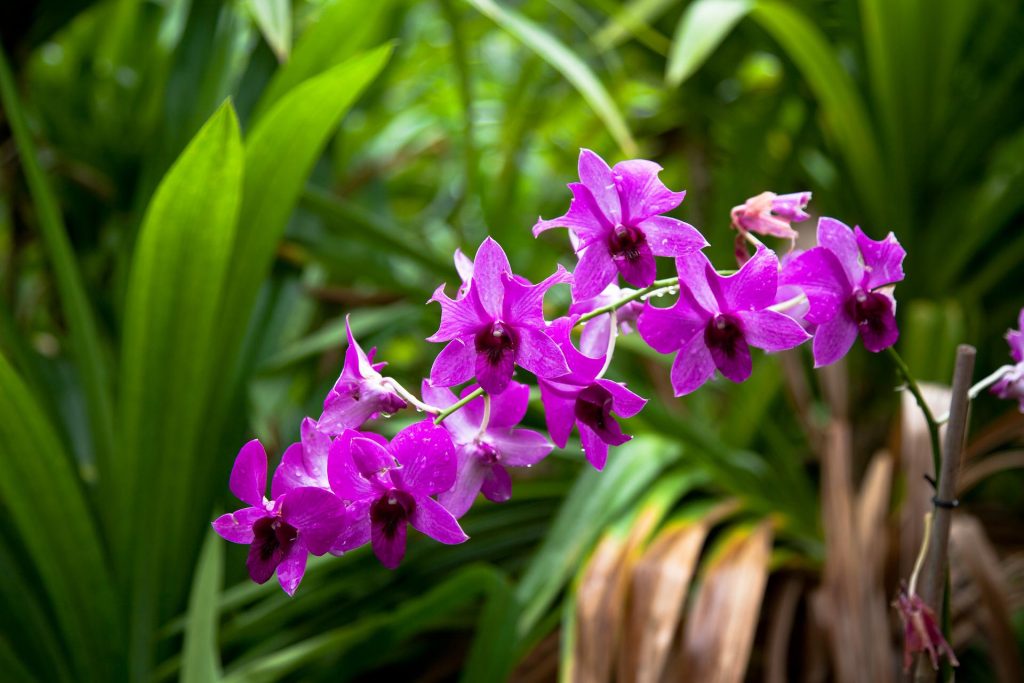 orchidee - Dendrobium-bigibbum