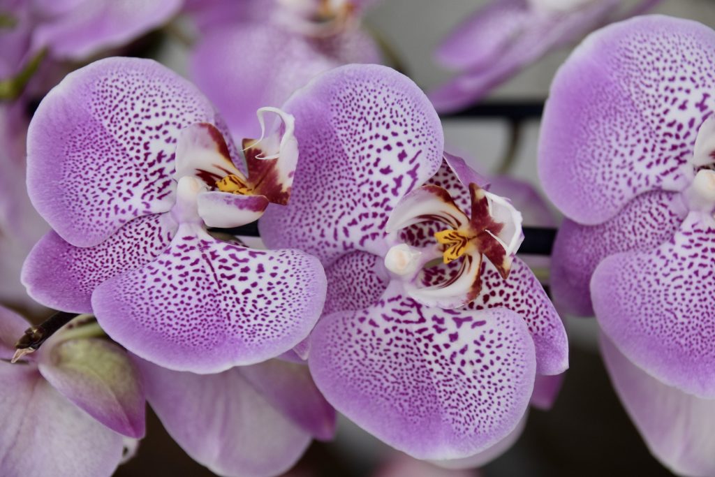 orchidee - Doritaenopsis