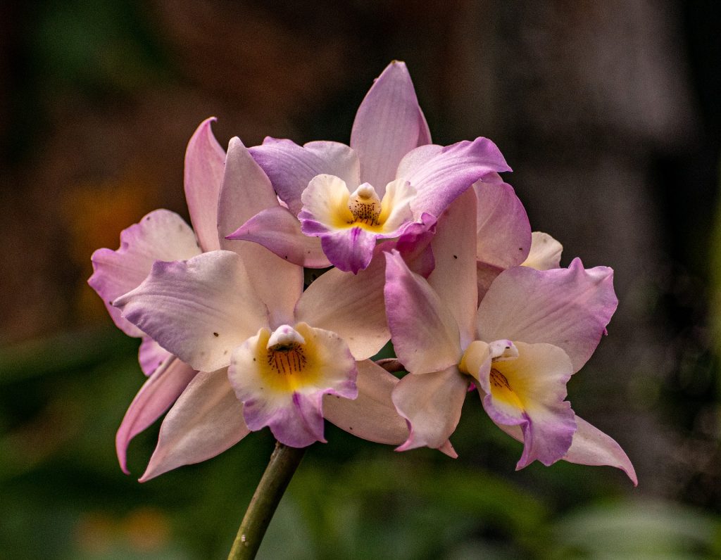 orchidee - Cattleya