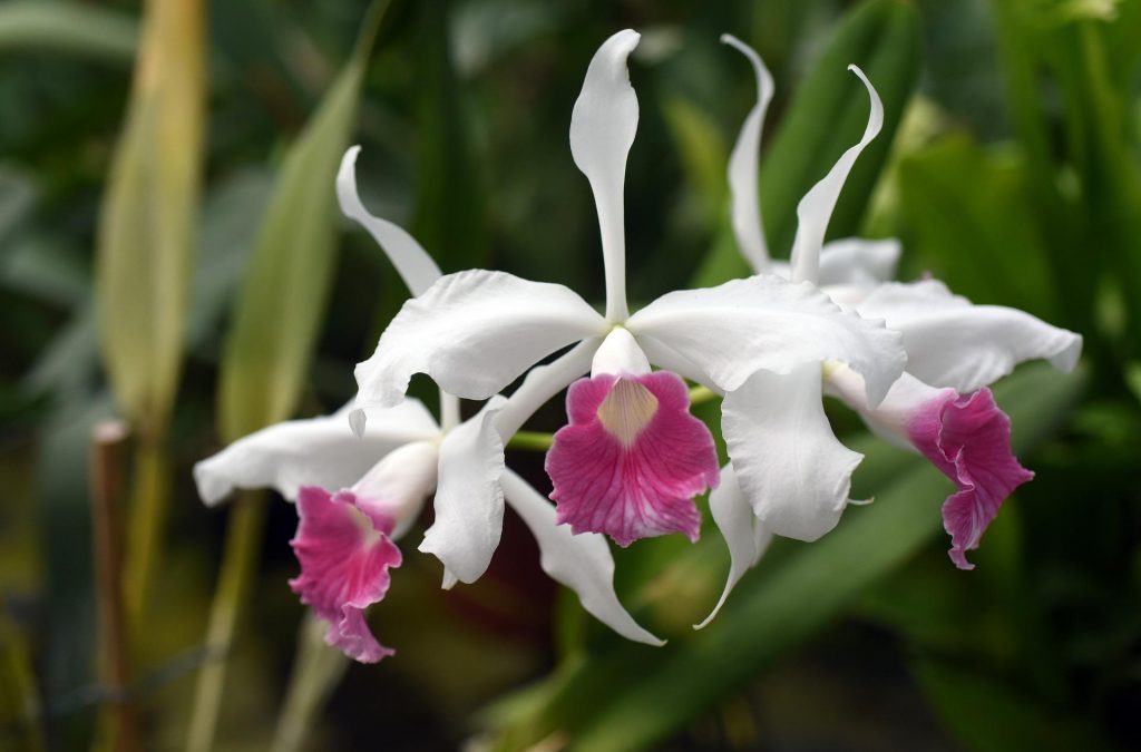 orchidee - Laelia
