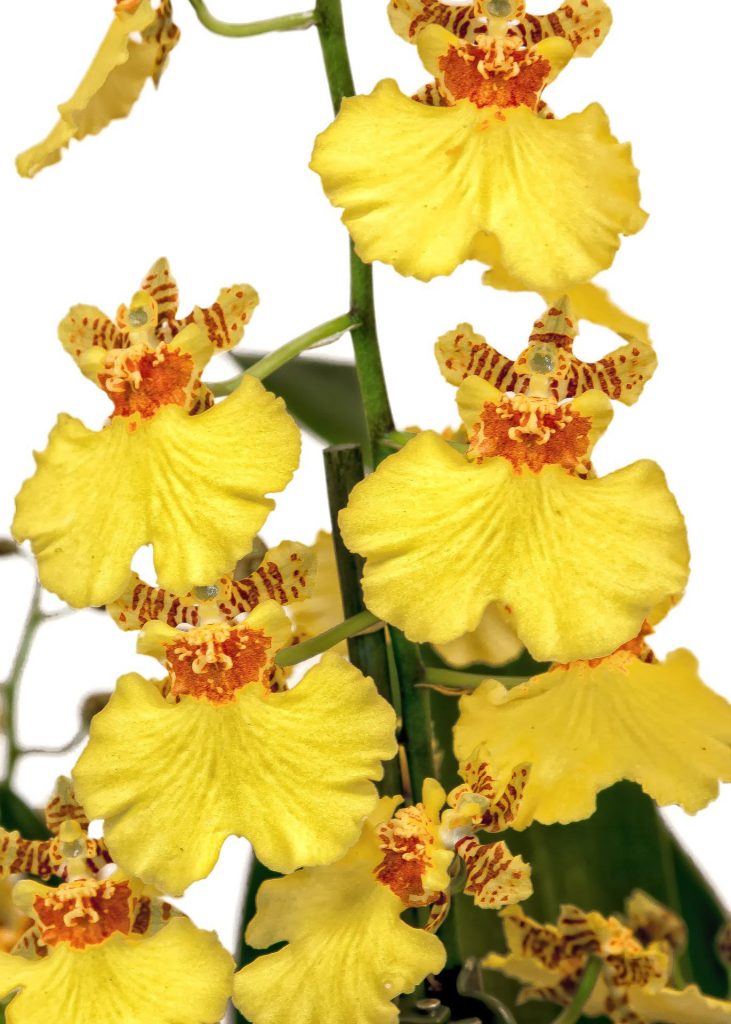 orchidee - Oncídium