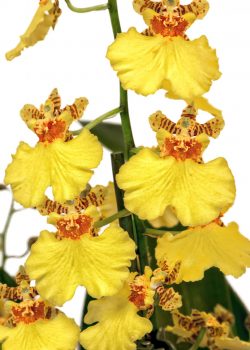orchidee -  Oncídium