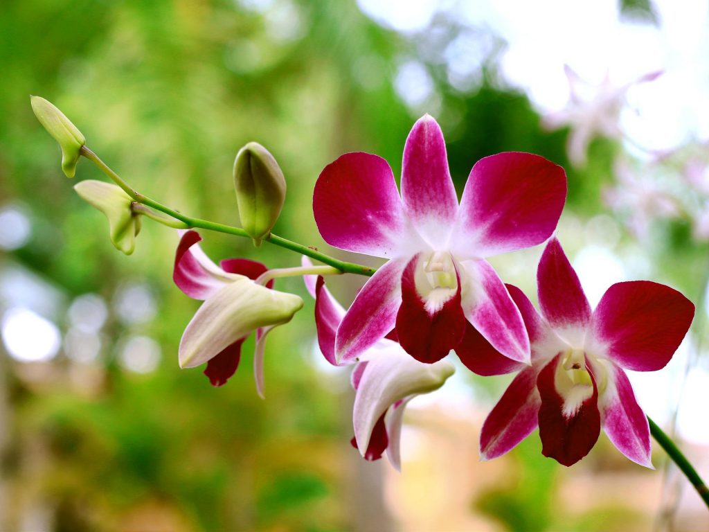 orchidee - Dendrobium-bigibbum