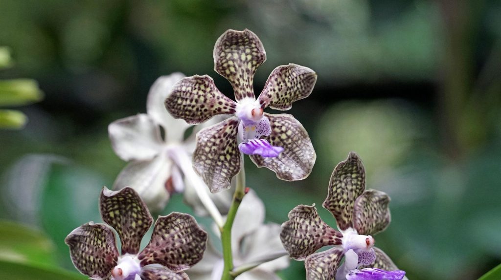 orchidee - Vanda