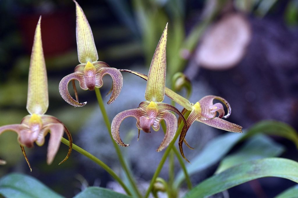 orchidee - Bulbophyllum