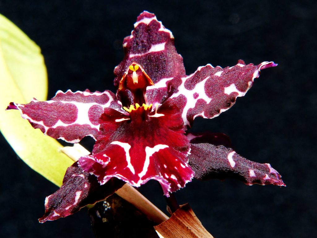 orchidee - Odontoglossum