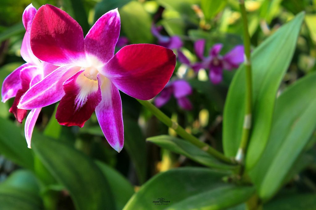 orchidee - Dendrobium-bigibbum