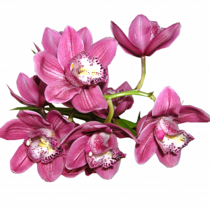 orchidee - Cymbidia