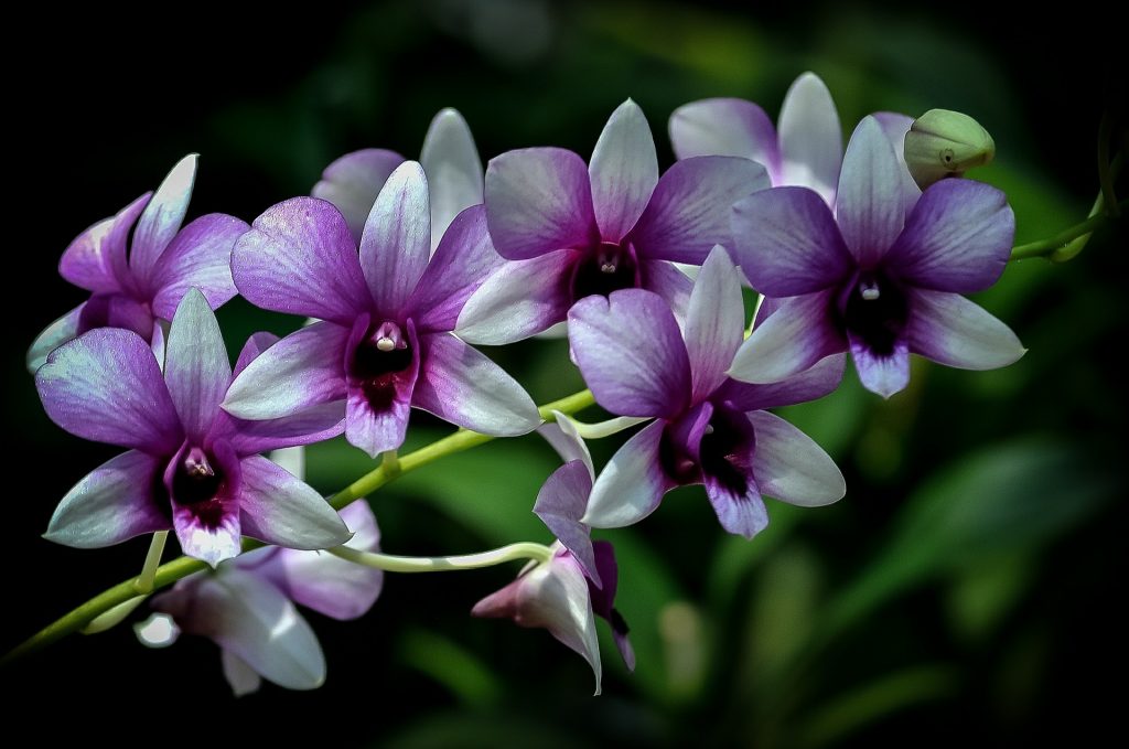 Orchideendünger