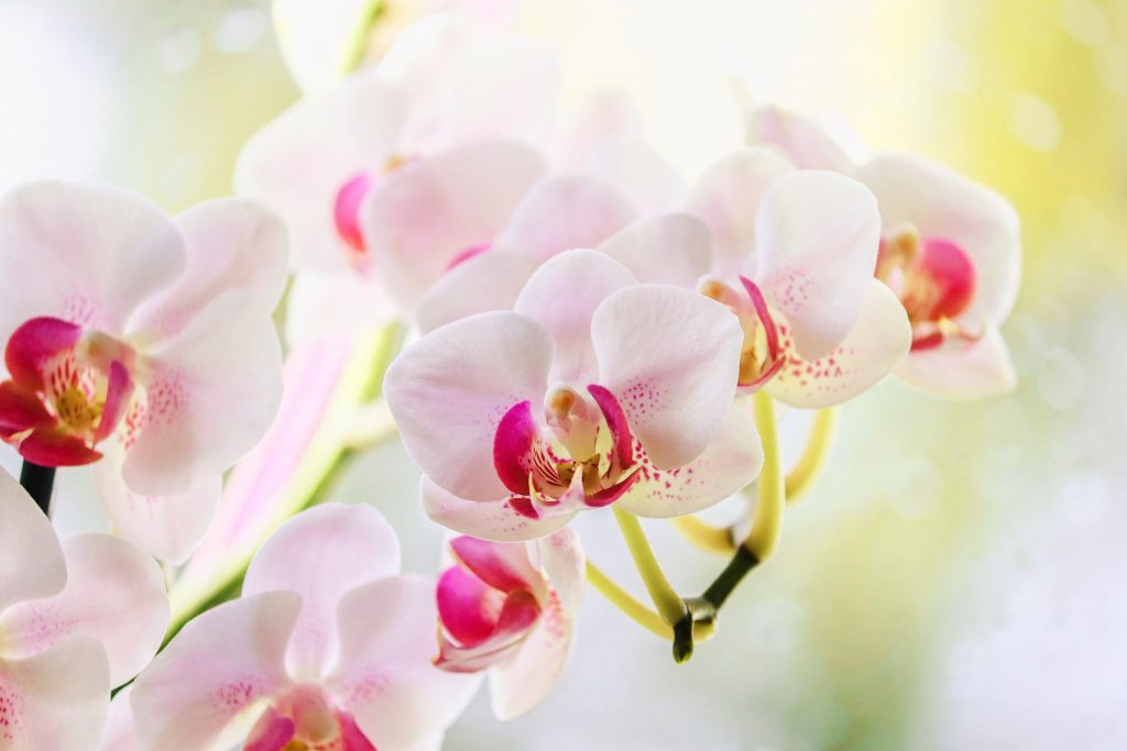 orchidee - Phalaenopsis-aphrodite