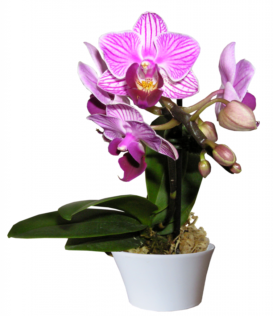 orchidee - Phalaenopsis