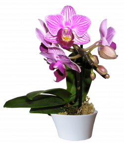 orchidee - Phalaenopsis