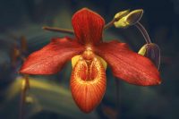 Orchidee . Paphiopedilum Phragmipedium besseae