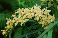 orchidee - Cymbídia