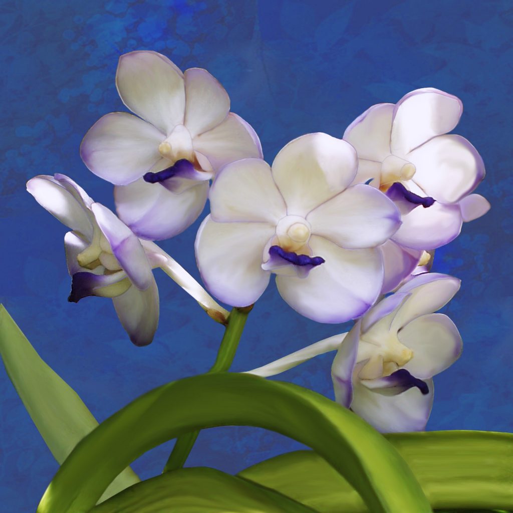orchidee - Vanda